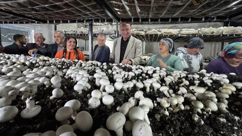 Altunhisar’da Modern Üretim Hamlesi: İlçenin İlk Mantar Serası Açıldı